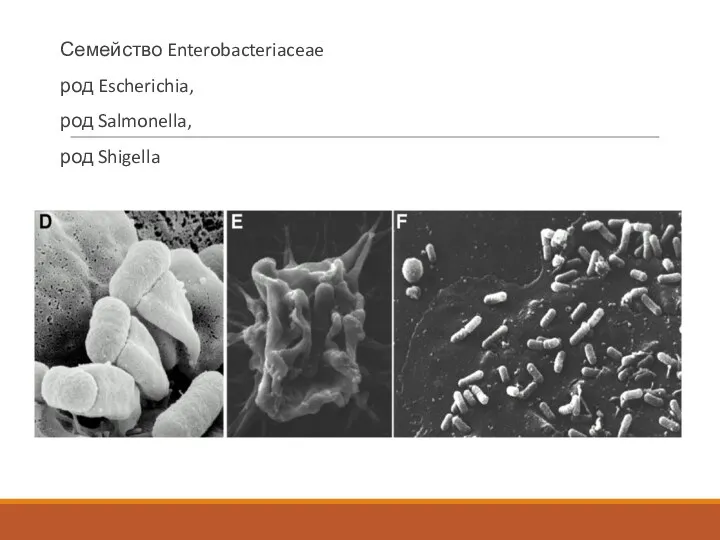 Семейство Enterobacteriaceae род Escherichia, род Salmonella, род Shigella