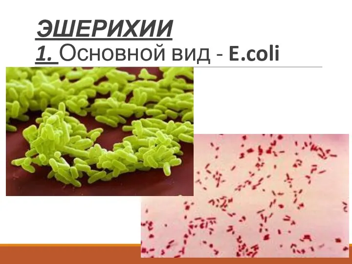 ЭШЕРИХИИ 1. Основной вид - E.coli