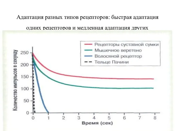 Адаптация разных типов рецепторов: быстрая адаптация одних рецепторов и медленная адаптация других