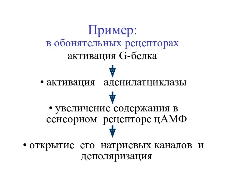 Пример: в обонятельных рецепторах активация G-белка активация аденилатциклазы увеличение содержания