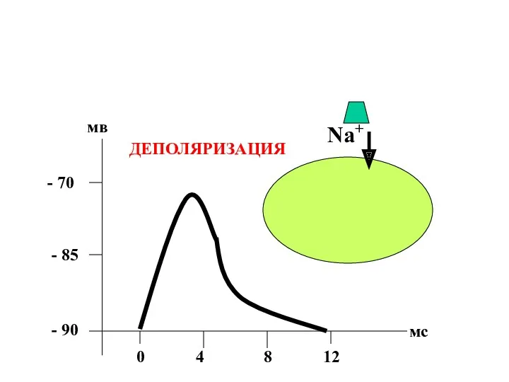 - 90 - 85 - 70 мв 0 4 8 12 мс Na+ ДЕПОЛЯРИЗАЦИЯ