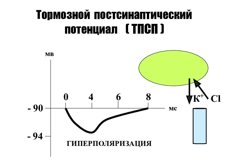 Тормозной постсинаптический потенциал ( ТПСП ) - 90 - 94