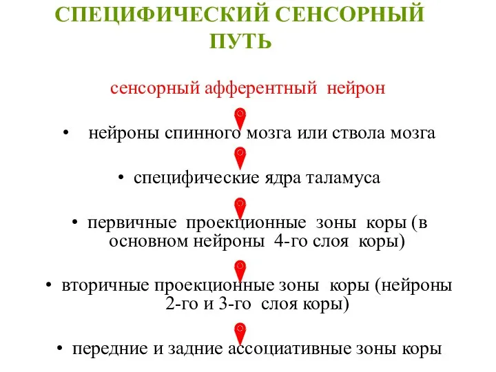 СПЕЦИФИЧЕСКИЙ СЕНСОРНЫЙ ПУТЬ сенсорный афферентный нейрон нейроны спинного мозга или