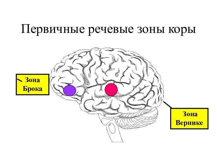 Первичные речевые зоны коры Зона Брока Зона Вернике