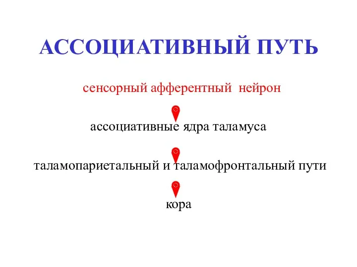 АССОЦИАТИВНЫЙ ПУТЬ сенсорный афферентный нейрон ассоциативные ядра таламуса таламопариетальный и таламофронтальный пути кора