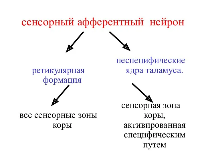 сенсорный афферентный нейрон ретикулярная формация все сенсорные зоны коры неспецифические