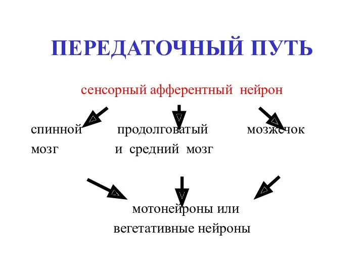 ПЕРЕДАТОЧНЫЙ ПУТЬ сенсорный афферентный нейрон спинной продолговатый мозжечок мозг и средний мозг мотонейроны или вегетативные нейроны