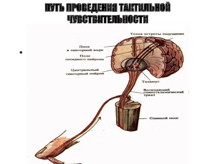 ПУТЬ ПРОВЕДЕНИЯ ТАКТИЛЬНОЙ ЧУВСТВИТЕЛЬНОСТИ