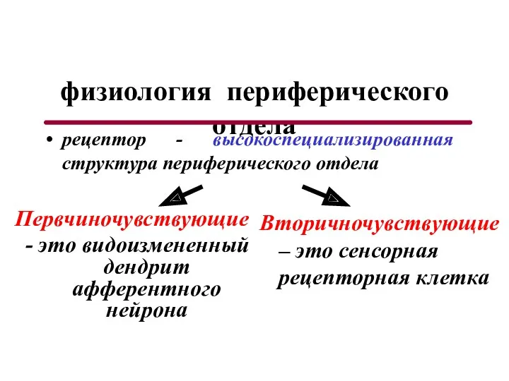 физиология периферического отдела Вторичночувствующие – это сенсорная рецепторная клетка рецептор