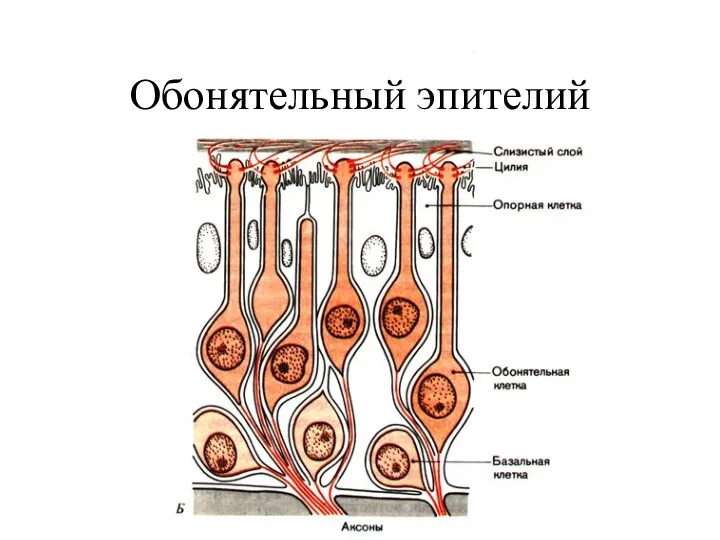 Обонятельный эпителий