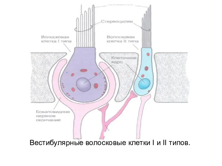 Вестибулярные волосковые клетки I и II типов.