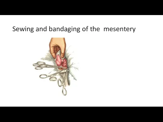 Sewing and bandaging of the mesentery