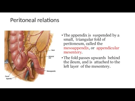 Peritoneal relations The appendix is suspended by a small, triangular