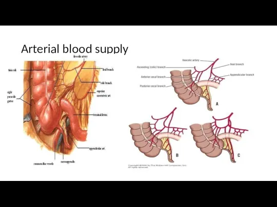 Arterial blood supply