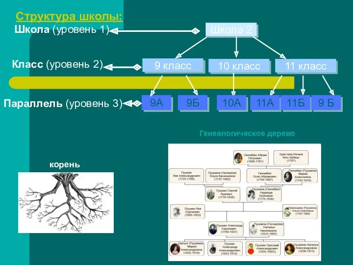 Структура школы: Генеалогическое дерево