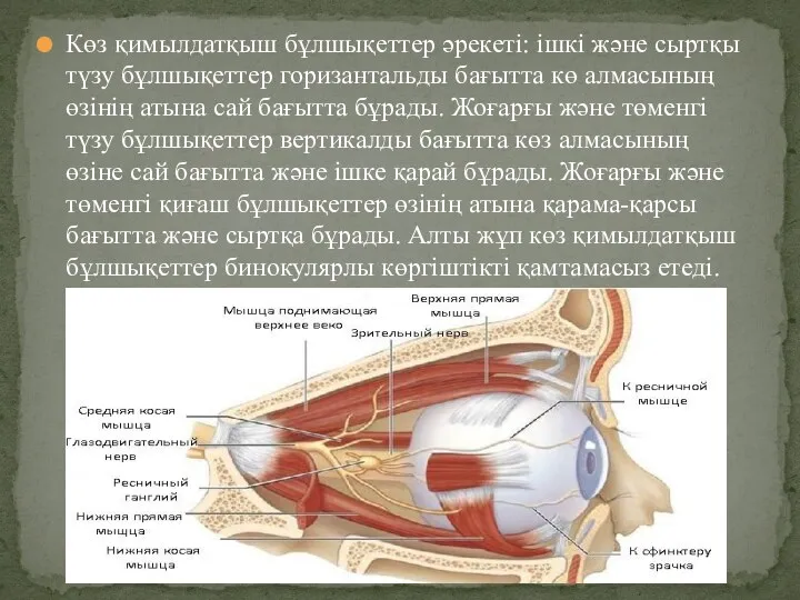 Көз қимылдатқыш бұлшықеттер әрекеті: ішкі және сыртқы түзу бұлшықеттер горизантальды