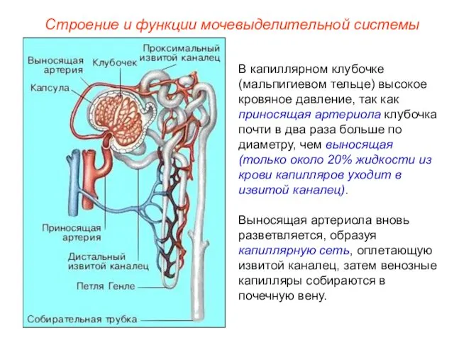 В капиллярном клубочке (мальпигиевом тельце) высокое кровяное давление, так как