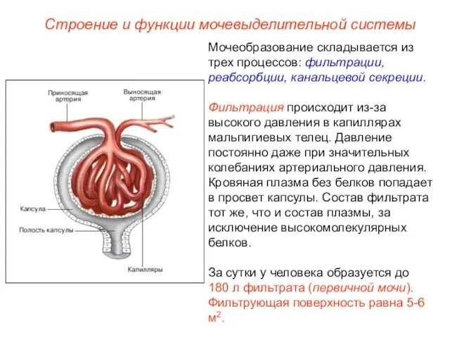 Мочеобразование складывается из трех процессов: фильтрации, реабсорбции, канальцевой секреции. Фильтрация