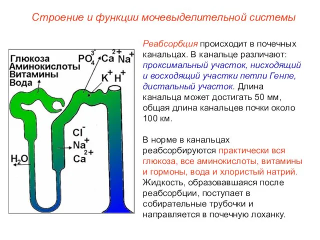 Реабсорбция происходит в почечных канальцах. В канальце различают: проксимальный участок,