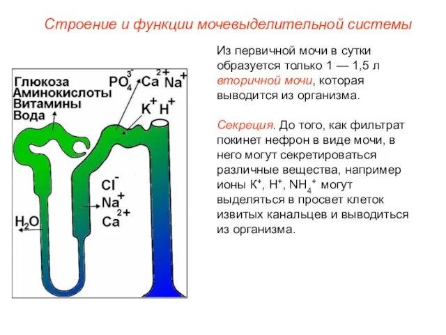 Из первичной мочи в сутки образуется только 1 — 1,5