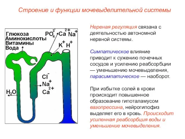 Нервная регуляция связана с деятельностью автономной нервной системы. Симпатическое влияние