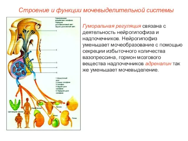 Гуморальная регуляция связана с деятельность нейрогипофиза и надпочечников. Нейрогипофиз уменьшает