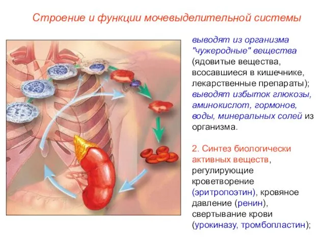 Строение и функции мочевыделительной системы выводят из организма "чужеродные" вещества