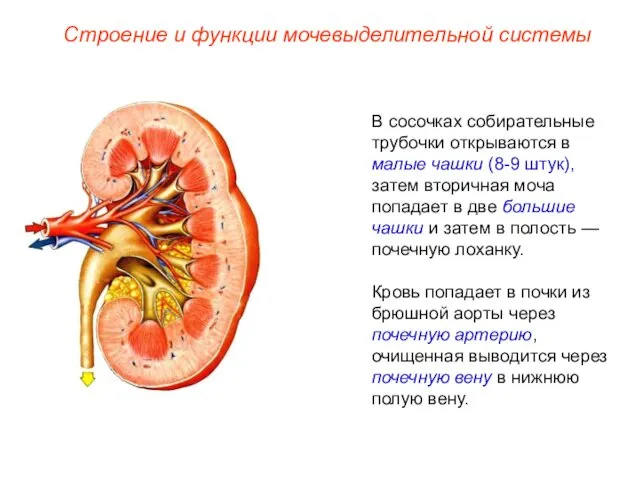 В сосочках собирательные трубочки открываются в малые чашки (8-9 штук),