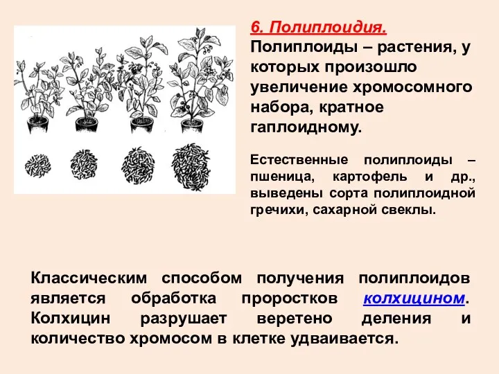 6. Полиплоидия. Полиплоиды – растения, у которых произошло увеличение хромосомного