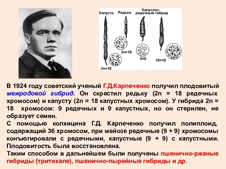 В 1924 году советский ученый Г.Д.Карпеченко получил плодовитый межродовой гибрид.