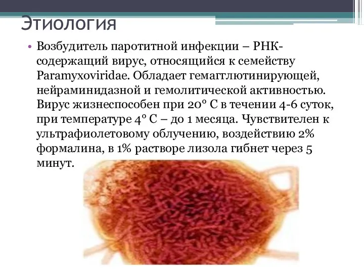 Этиология Возбудитель паротитной инфекции – РНК- содержащий вирус, относящийся к семейству Paramyxoviridae. Обладает