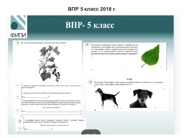 ВПР 5 класс 2018 г.