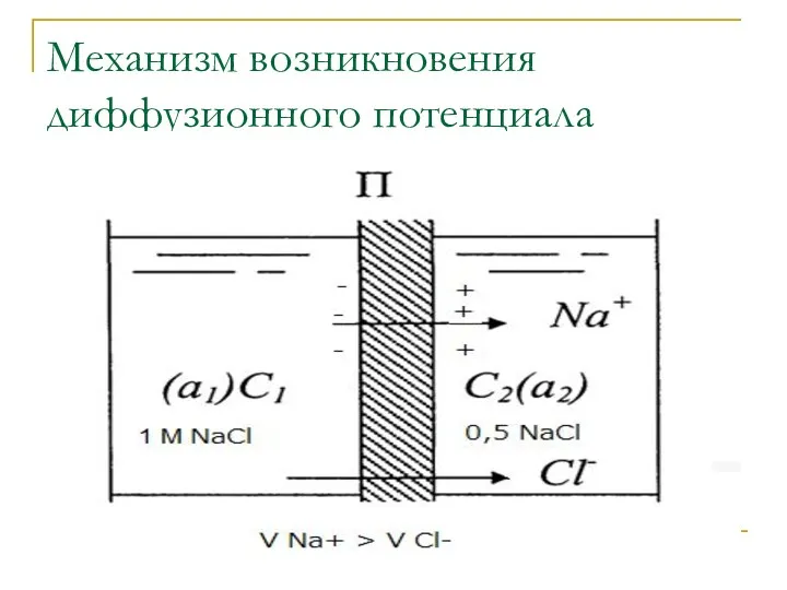 Механизм возникновения диффузионного потенциала