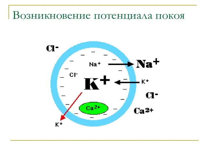 Возникновение потенциала покоя