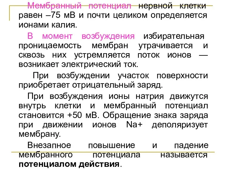 Мембранный потенциал нервной клетки равен –75 мВ и почти целиком