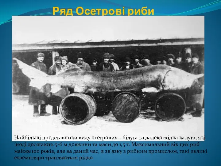 Ряд Осетрові риби Найбільші представники виду осетрових – білуга та