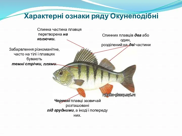 Характерні ознаки ряду Окунеподібні Спинна частина плавця перетворена на колючки.