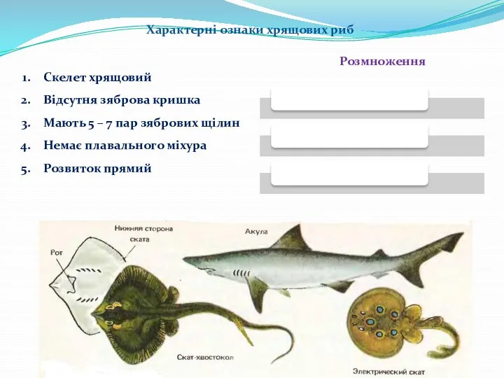 Характерні ознаки хрящових риб Скелет хрящовий Відсутня зяброва кришка Мають