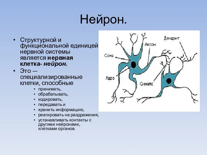 Нейрон. Структурной и функциональной единицей нервной системы является нервная клетка-