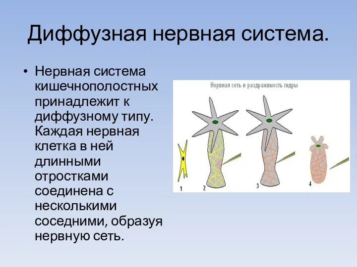 Диффузная нервная система. Нервная система кишечнополостных принадлежит к диффузному типу.