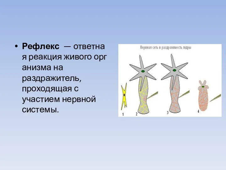 Рефлекс — ответная реакция живого организма на раздражитель, проходящая с участием нервной системы.