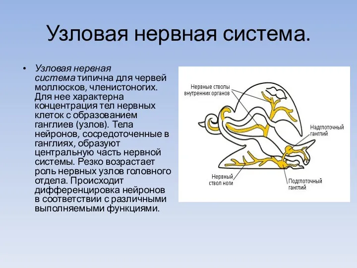 Узловая нервная система. Узловая нервная система типична для червей моллюсков,