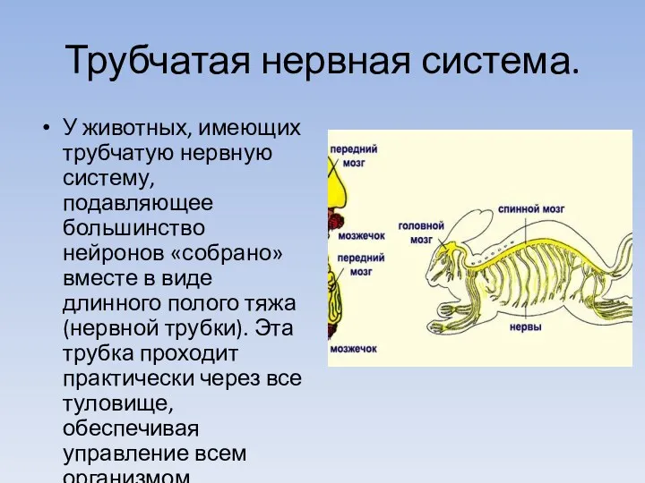 Трубчатая нервная система. У животных, имеющих трубчатую нервную систему, подавляющее