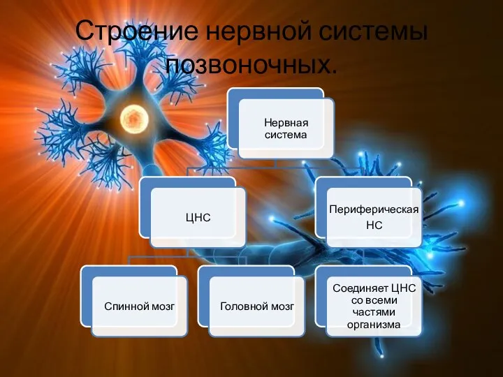 Строение нервной системы позвоночных.