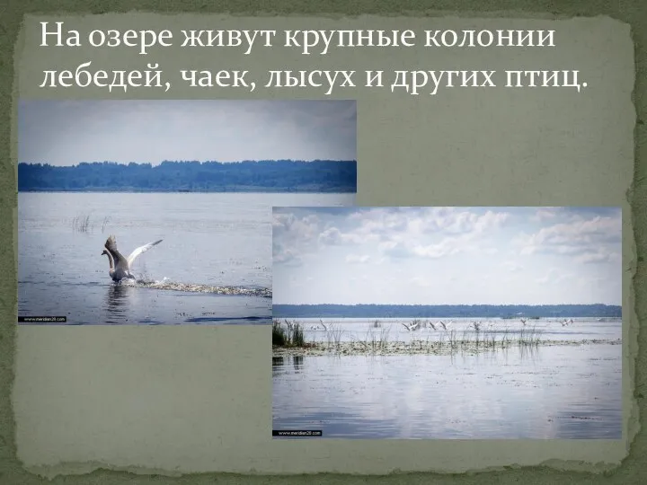 На озере живут крупные колонии лебедей, чаек, лысух и других птиц.