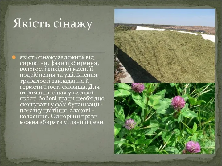 якість сінажу залежить від сировини, фази її збирання, вологості вихідної