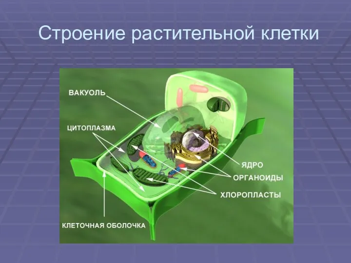 Строение растительной клетки