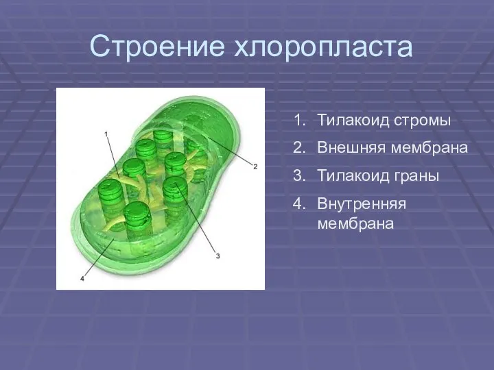 Строение хлоропласта Тилакоид стромы Внешняя мембрана Тилакоид граны Внутренняя мембрана