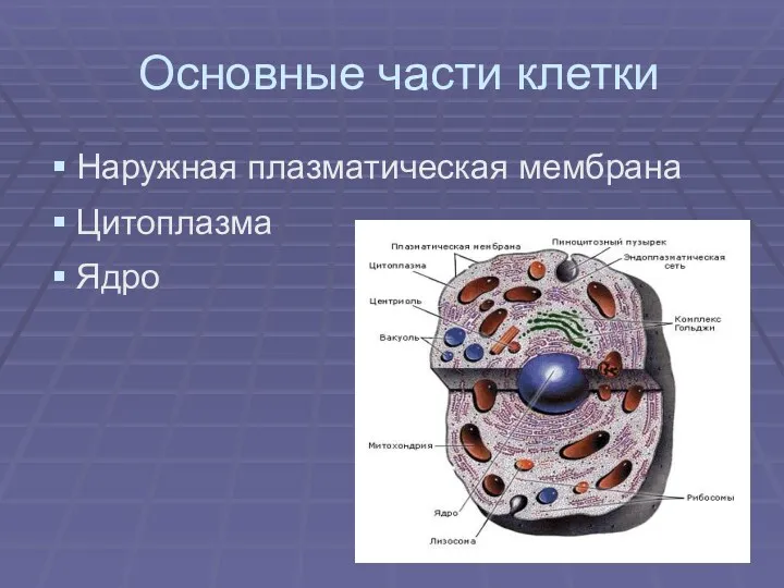Основные части клетки Наружная плазматическая мембрана Цитоплазма Ядро