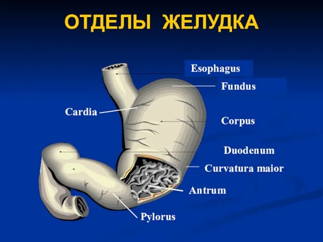 ОТДЕЛЫ ЖЕЛУДКА Esophagus Fundus Corpus Duodenum Antrum Curvatura maior Pylorus Cardia